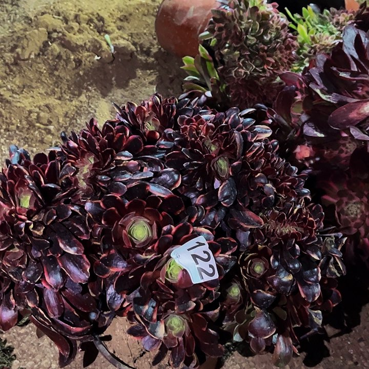 122金丝欧嘉莉多肉植物锥化
