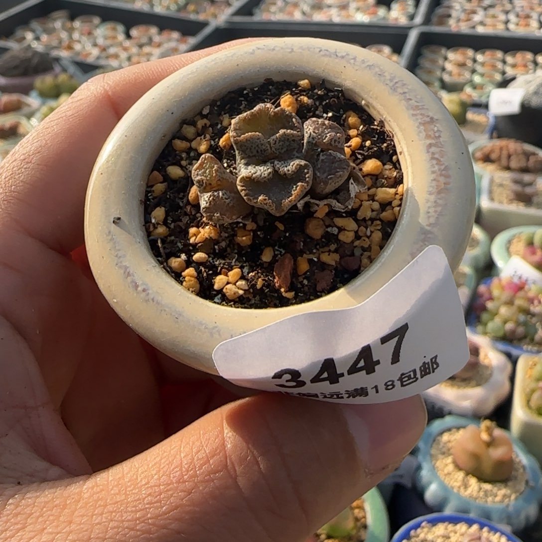 3447--一物一拍 带盆