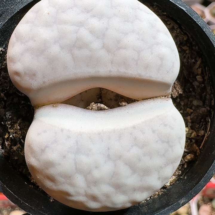 生石花12555。 76