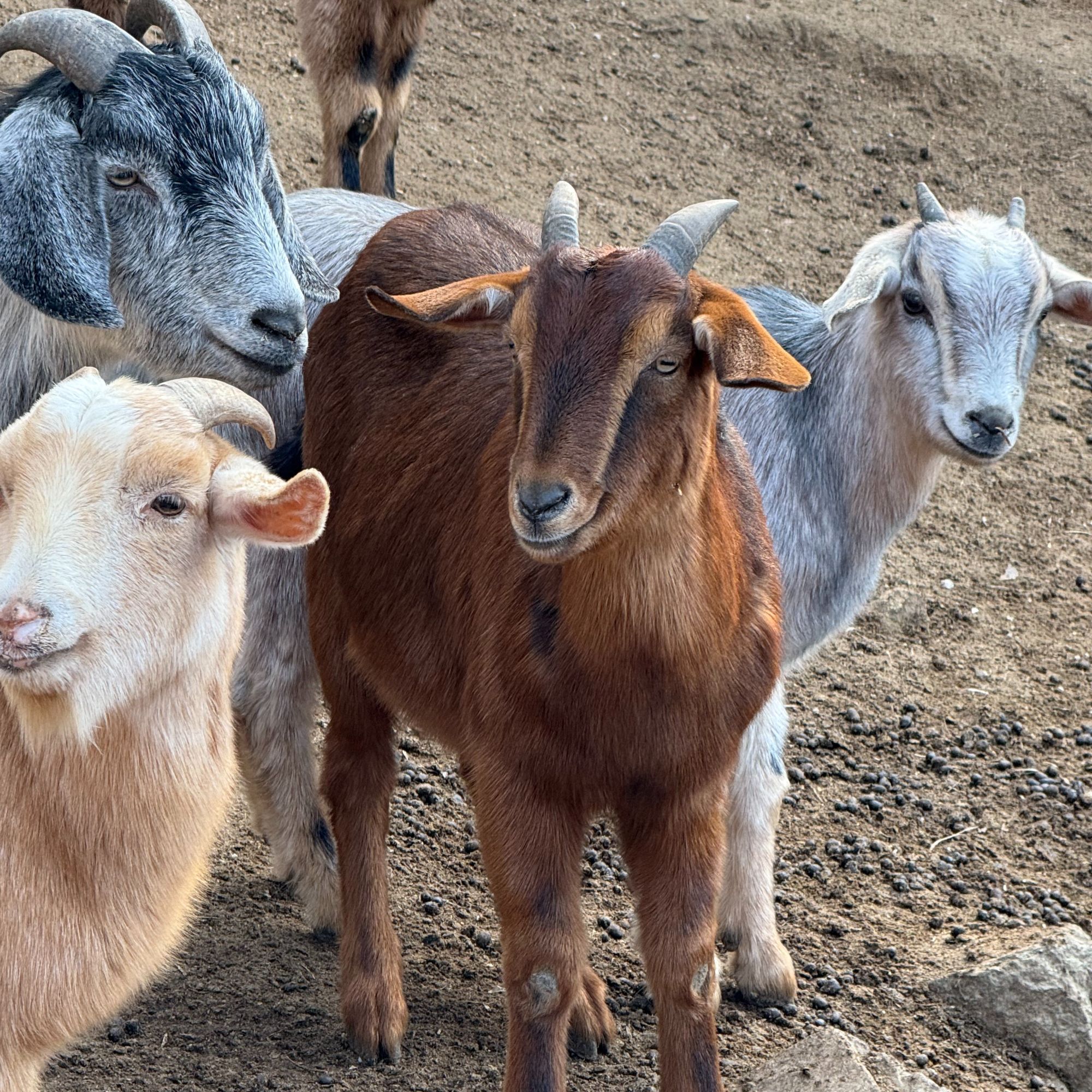 新鲜现杀羊肉 包冰保鲜 农家跑山羊 现切现发