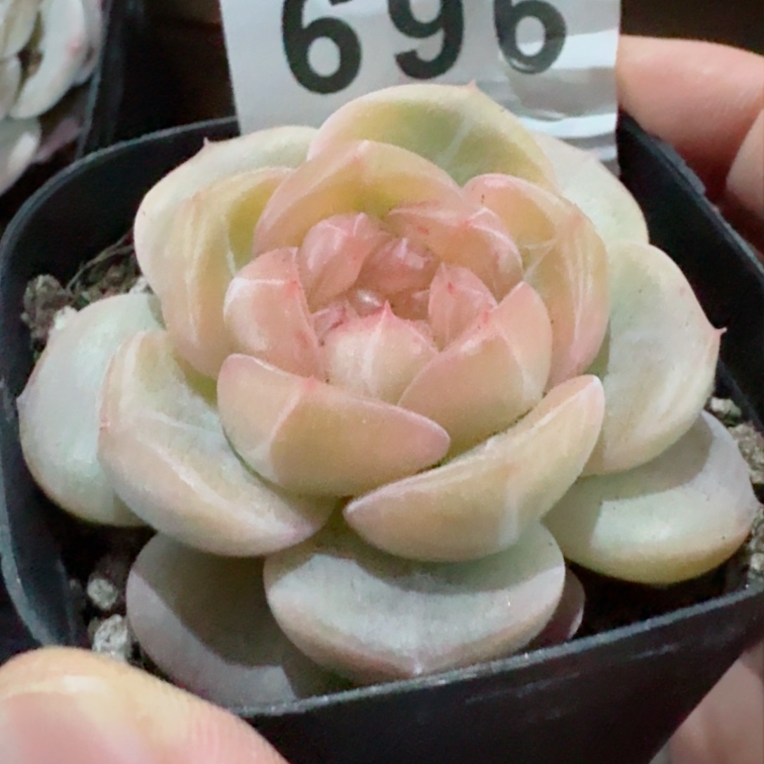 母本珍妮         精品多肉
