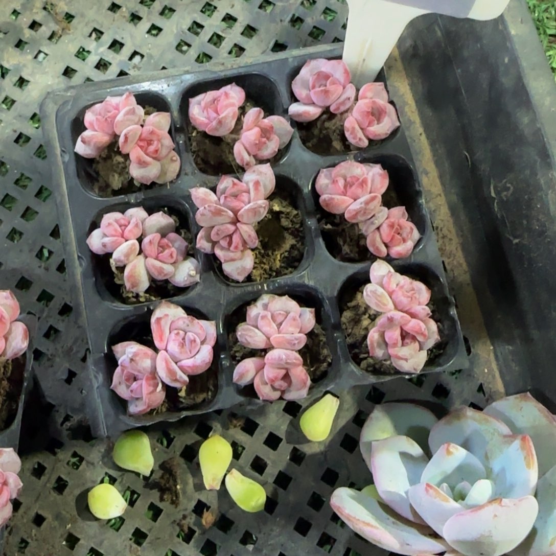 *****112 号一物一拍特价福利