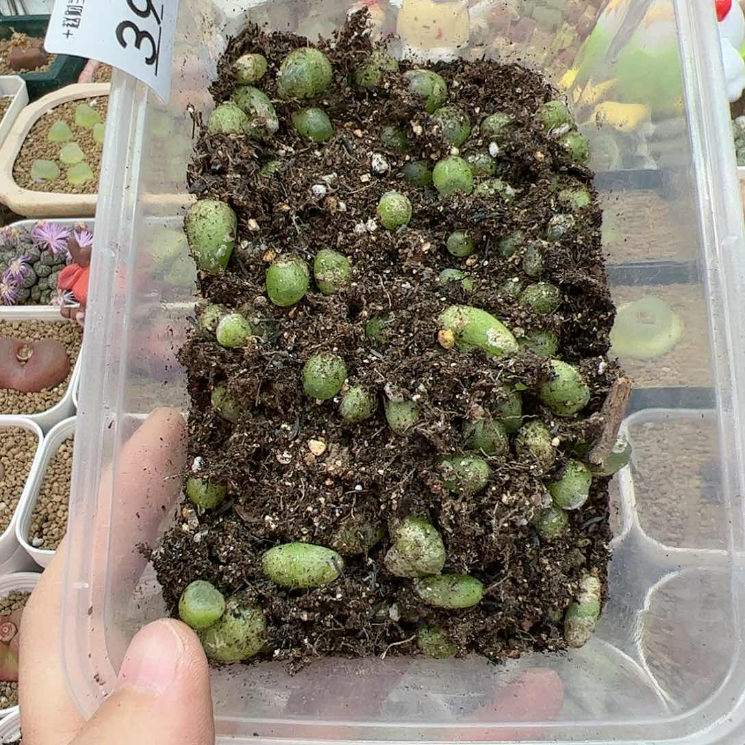 【闪购商品】无****a39 双12限量福利