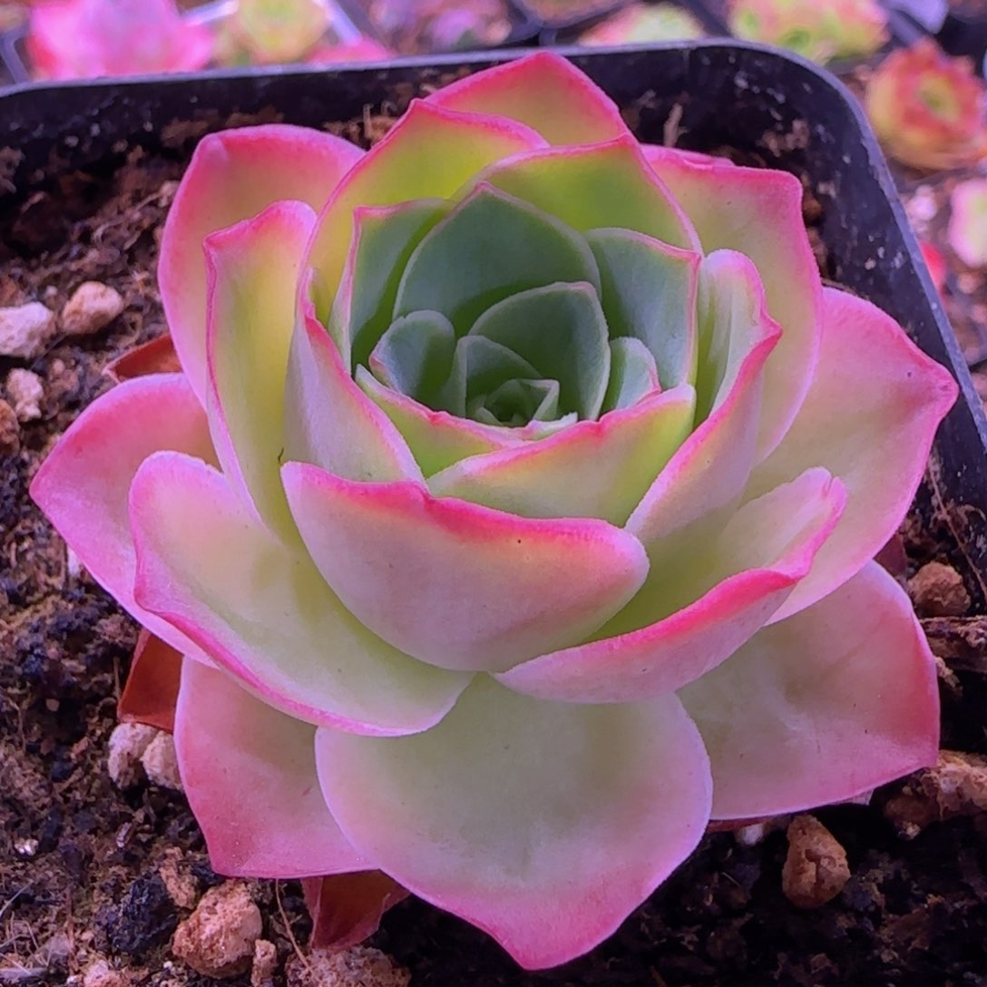 魅影玫瑰七方杯21