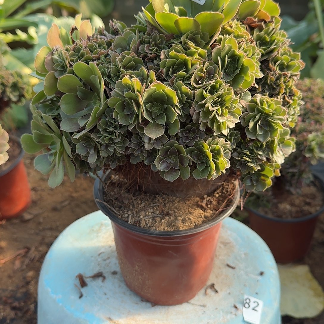 401玫瑰朵朵一颗满28包邮呀