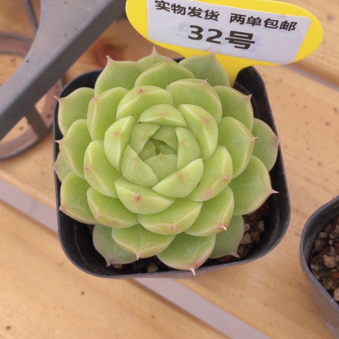 32号 冰透麦秆单头