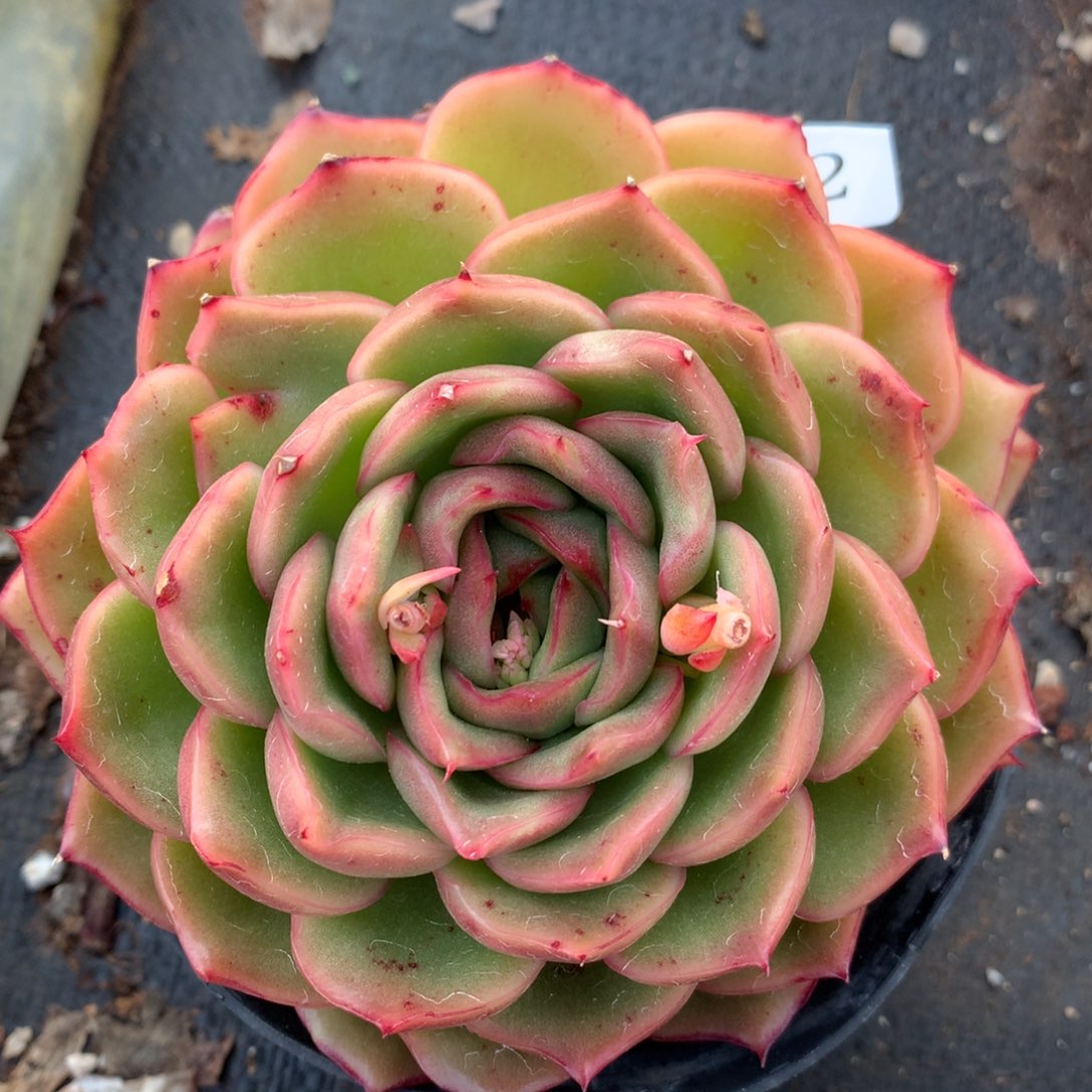 6002新年快乐发发发