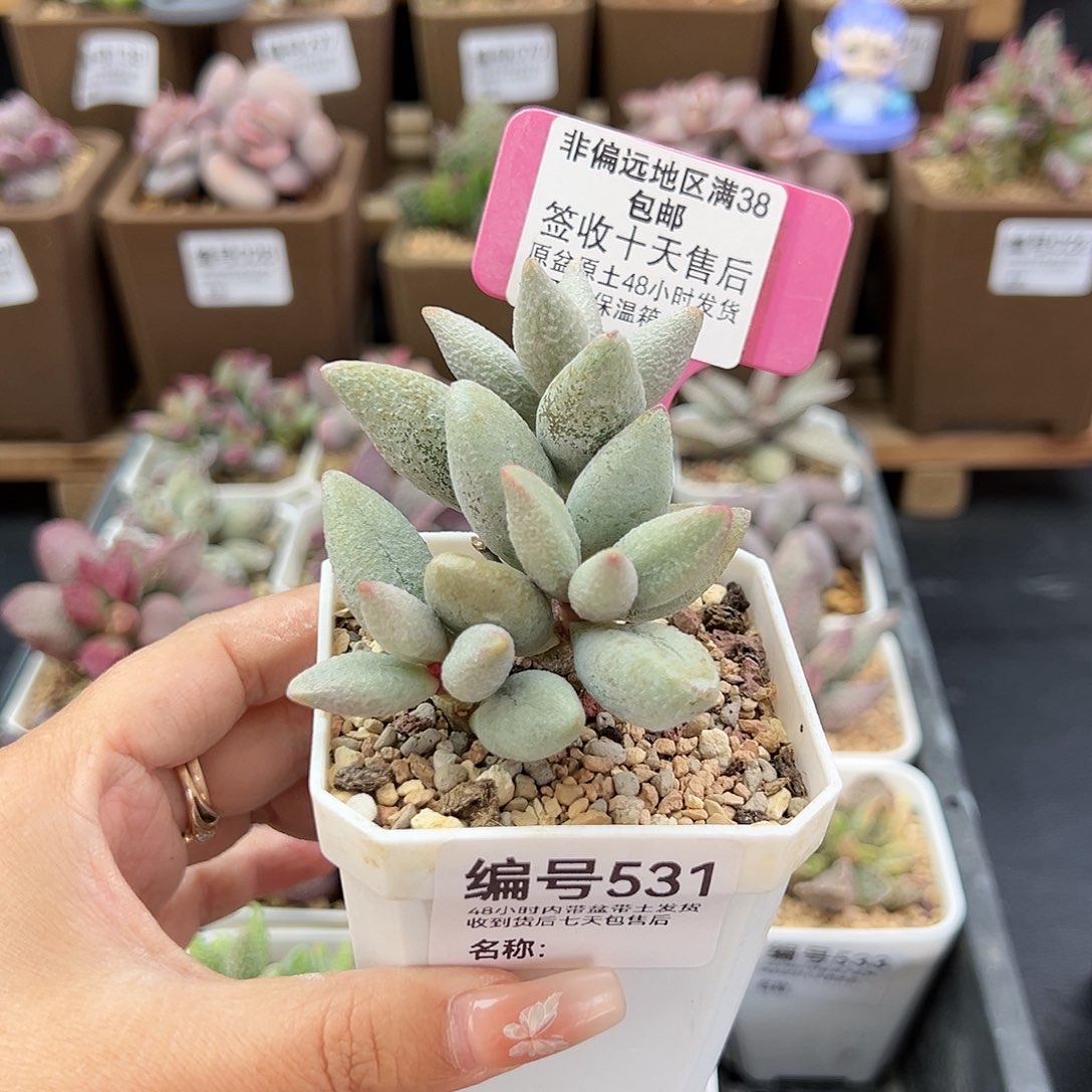 531白糖豆多肉植物