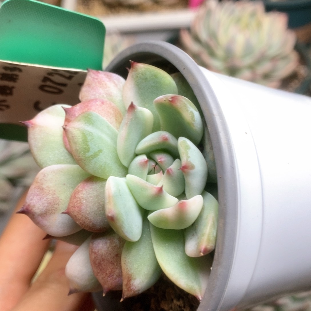 722锦锦锦锦锦锦锦