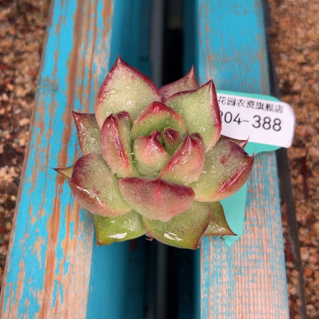 多肉一物一拍0204-388