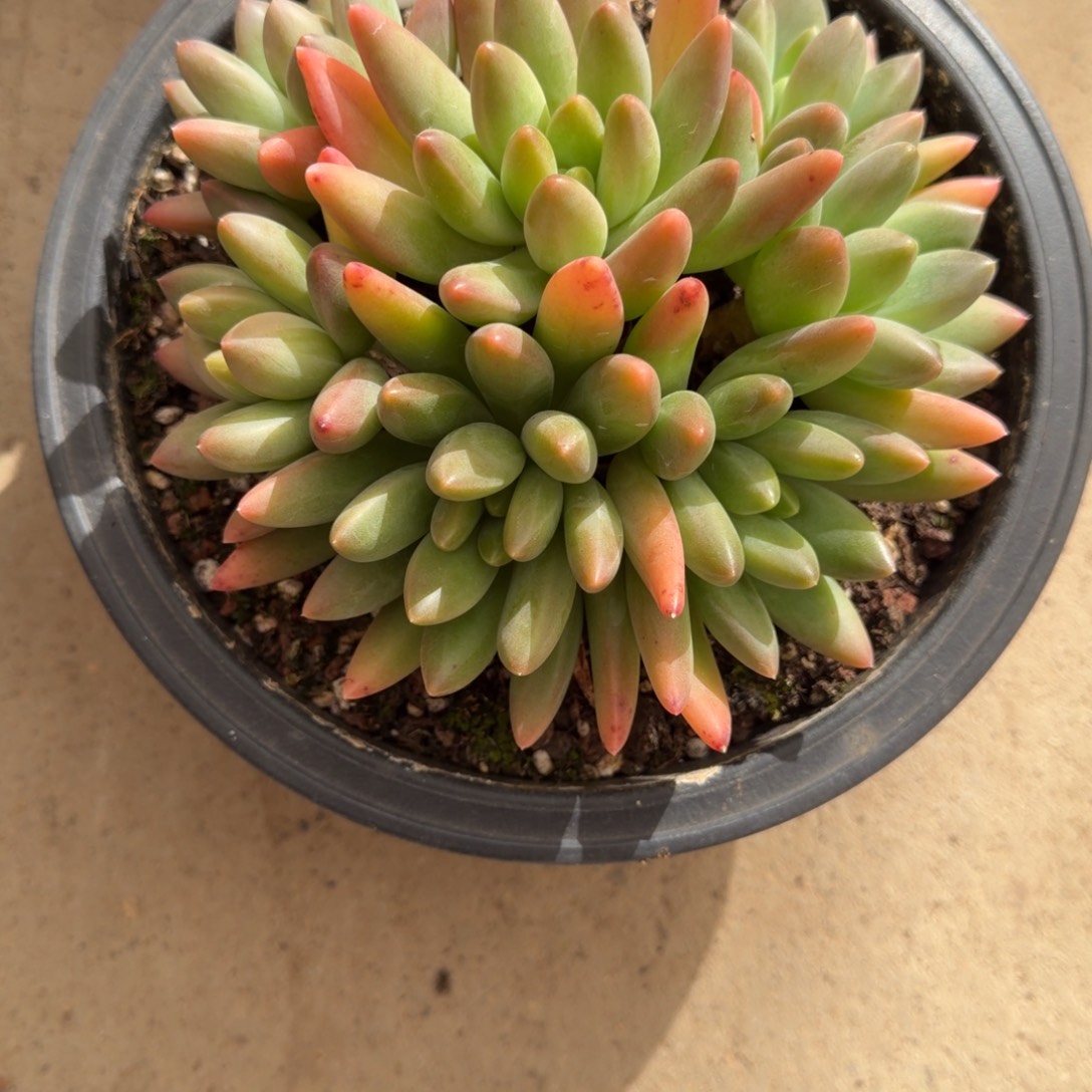 彤***彤一物一拍橙色奇迹母本27