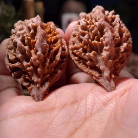 把件文玩核桃东北野生楸子小美1 9