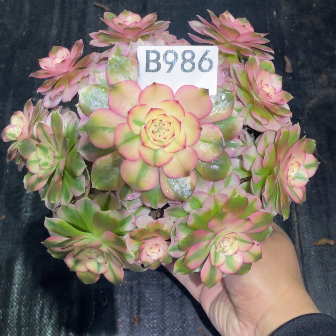 嗨***儿荔枝法师。      986