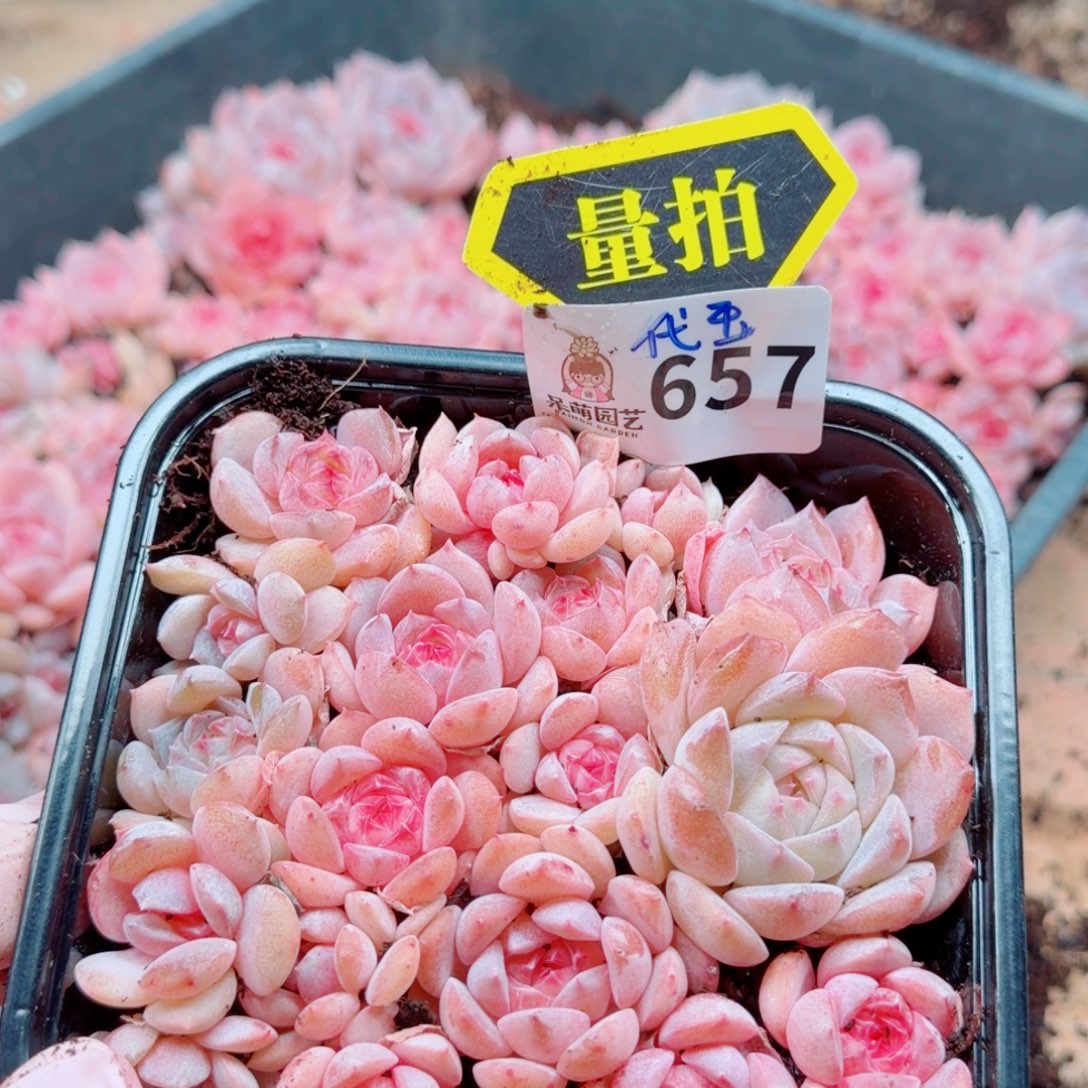 多肉植物多肉植物