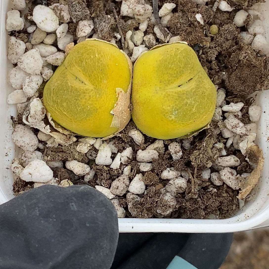 莓*汽桃喜花园0526-66毛