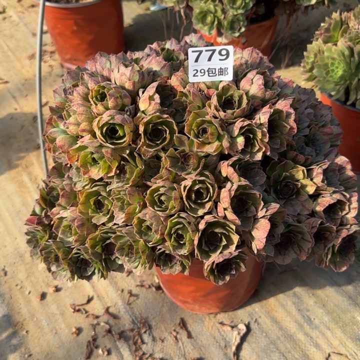 万拉丝……多肉植物……