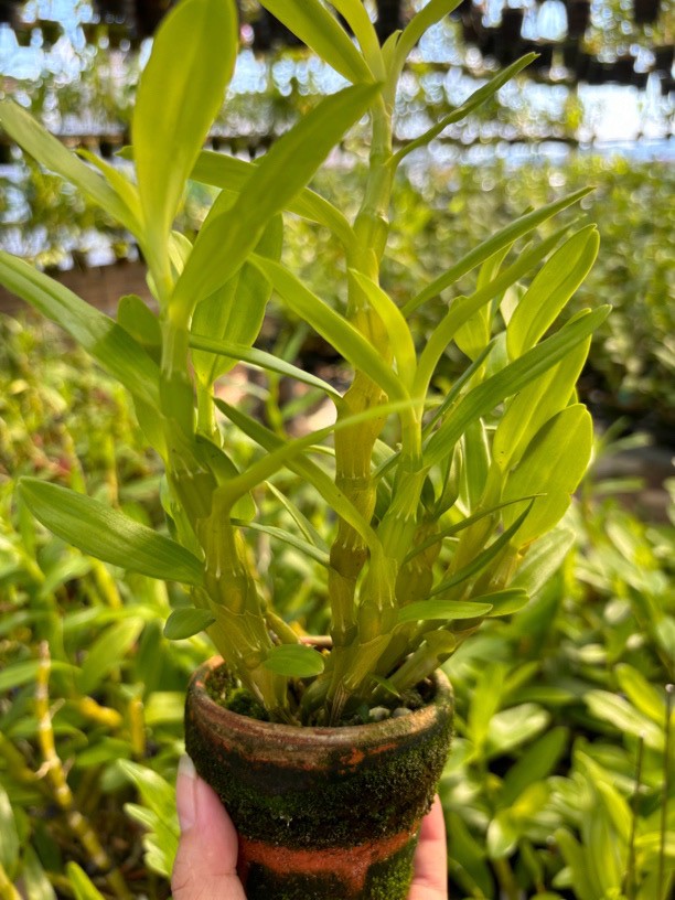 石斛兰苗盆栽庭院观赏绿植花卉好养易活带盆盆景