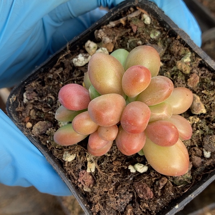 三*正版芒果奶多肉植物
