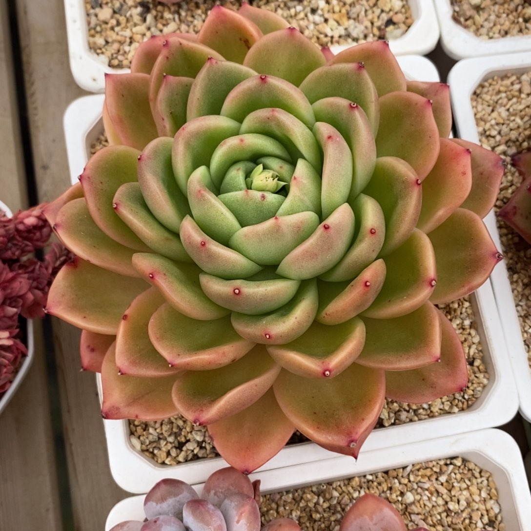 健健康康快快乐乐多肉满38包邮-