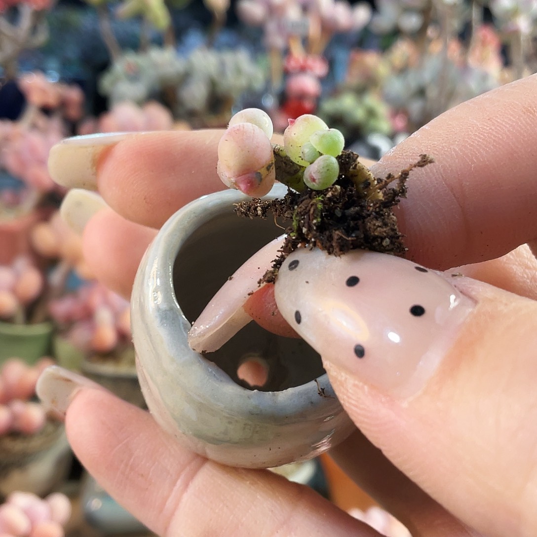 土***核多肉植物的生长发育和生长发育