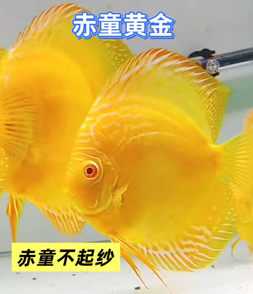 七彩神仙鱼 柠檬黄赤童黄金渔场直销 一手货源 精品热带鱼 