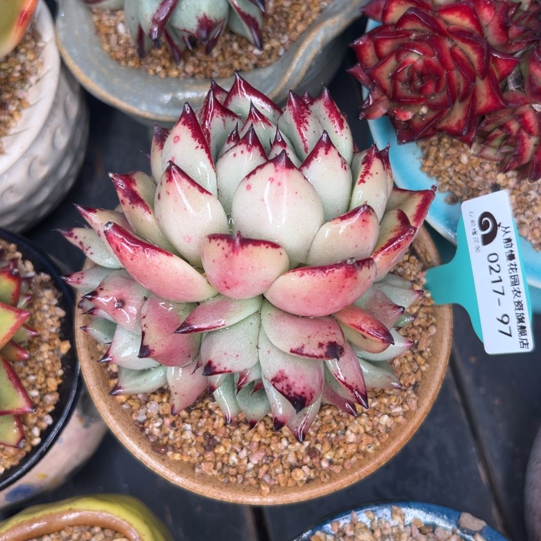 多肉一物一拍0217-97