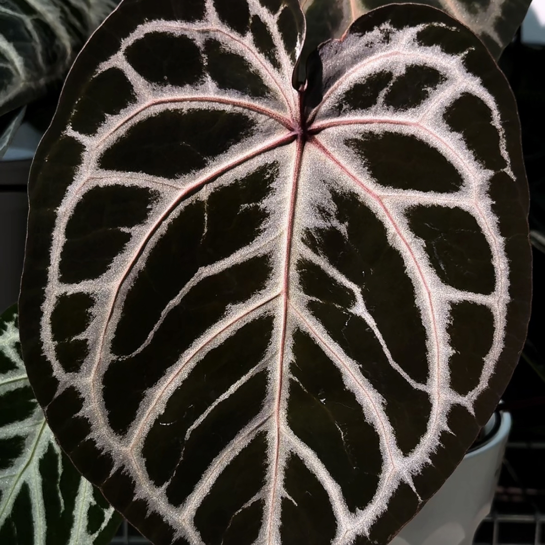 红依芙水晶花烛（4号版）原自留母本到手可直接做繁育 现叶长45左右