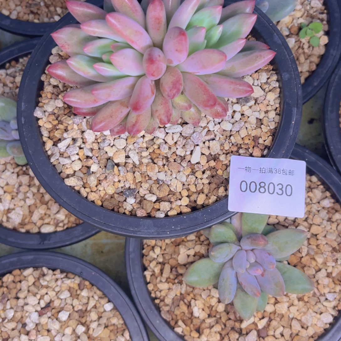 电***芬多肉一物一拍8030