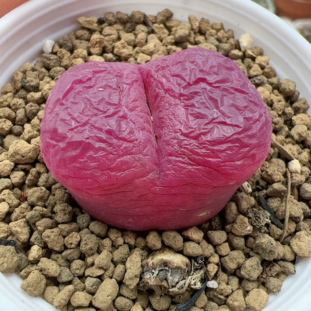 【闪购商品】343 紫色