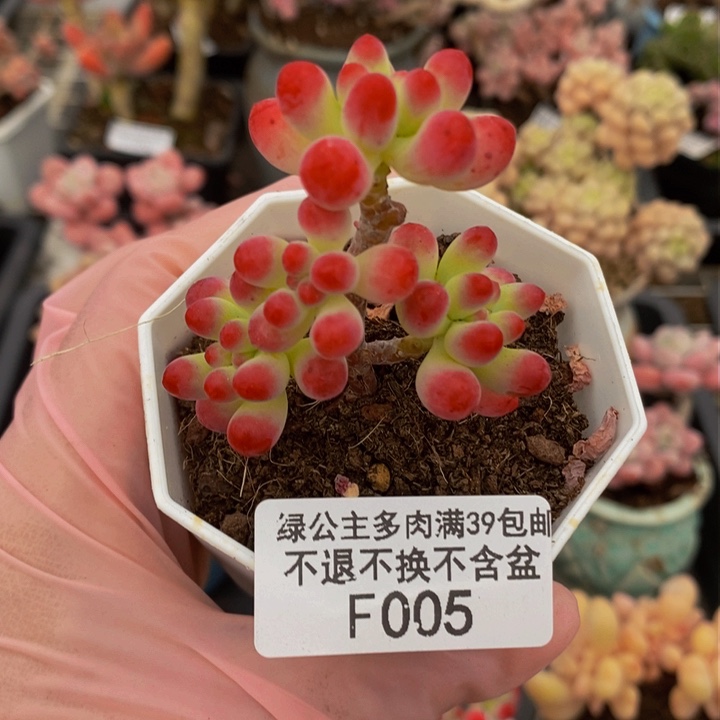 乙女心4cm005多肉植物
