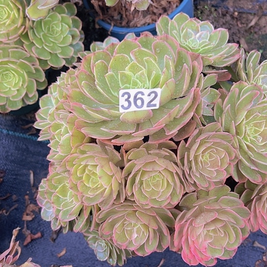 ꧁***꧂多肉植物一个粉花妖