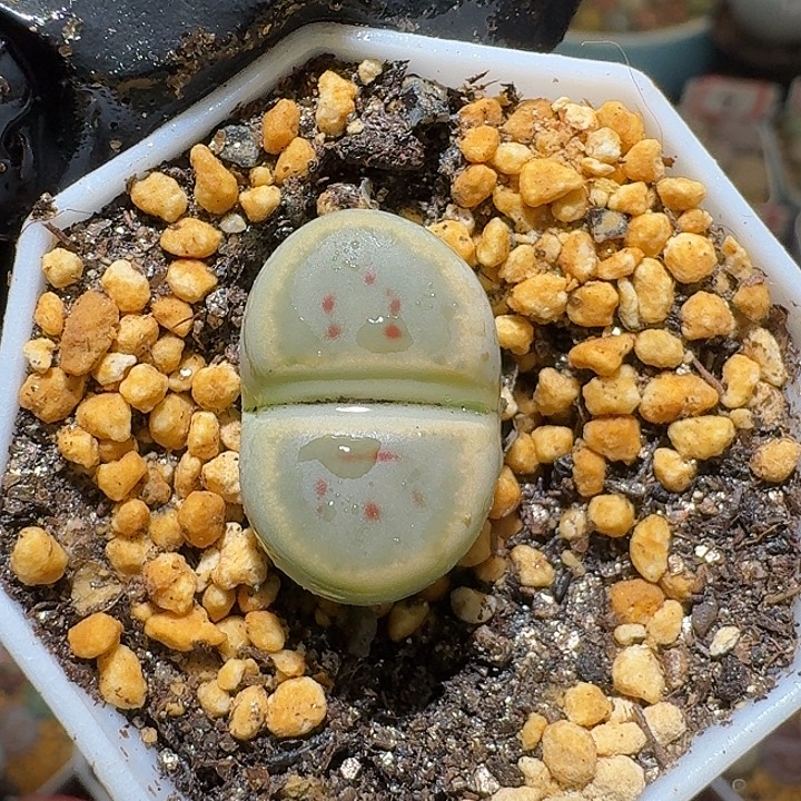 生石花3:：：/。  589号