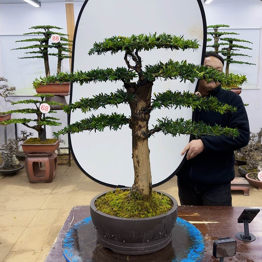 盆景欢迎大家一起来捡漏