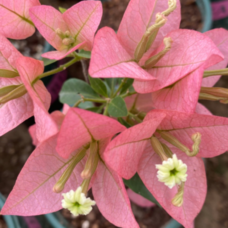 《卡亚塔》复古红花色勤花四季开0.5加仑盆阳台庭院！