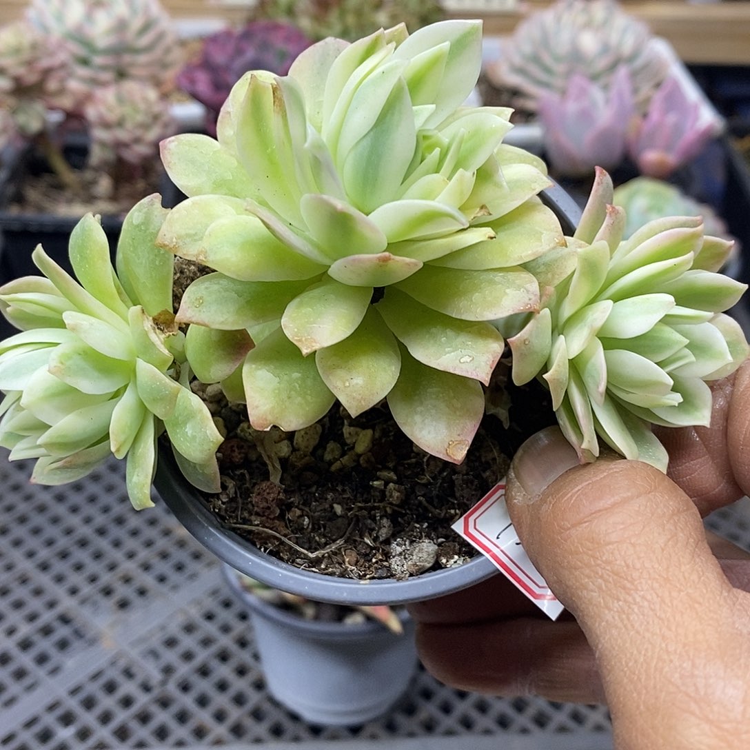 22135 绿蔷薇覆轮锦 3 头自然群