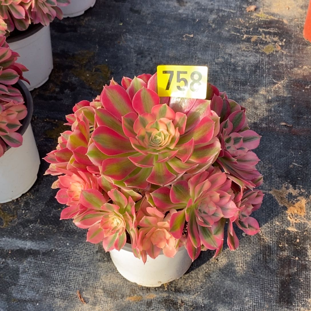 粉女巫多肉法师758