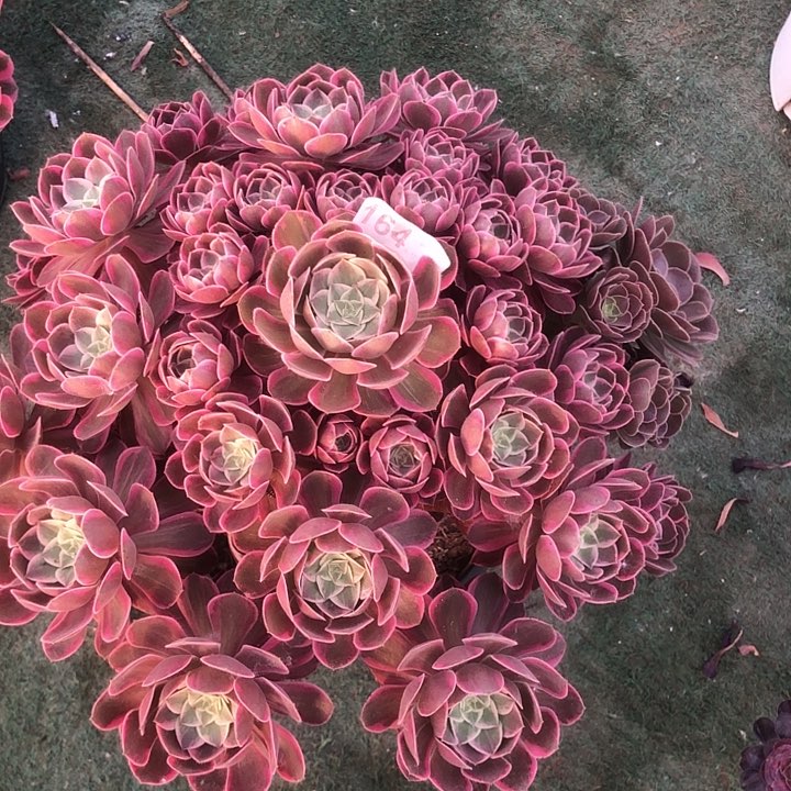 164浣纱多肉法师