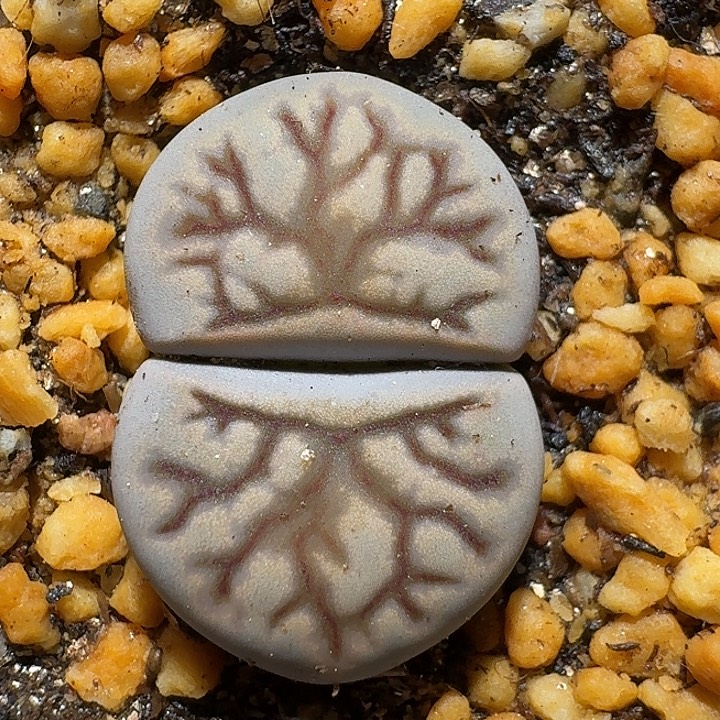 生石花111111。 218