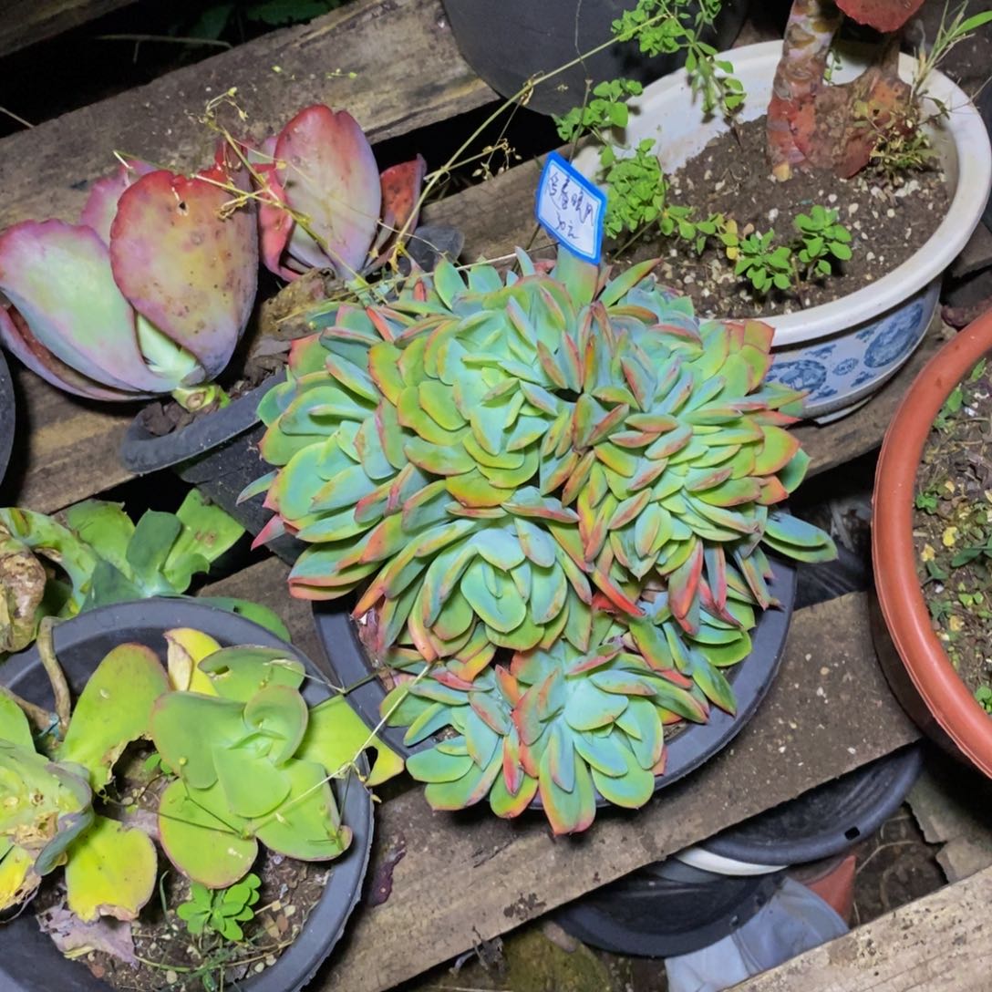 *****一物一拍一物一拍