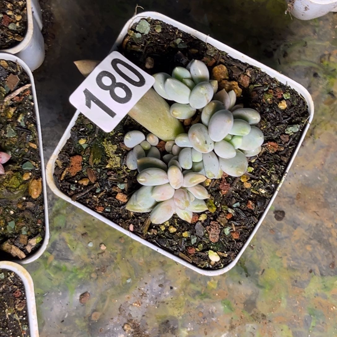 快***草多肉植物哥特180