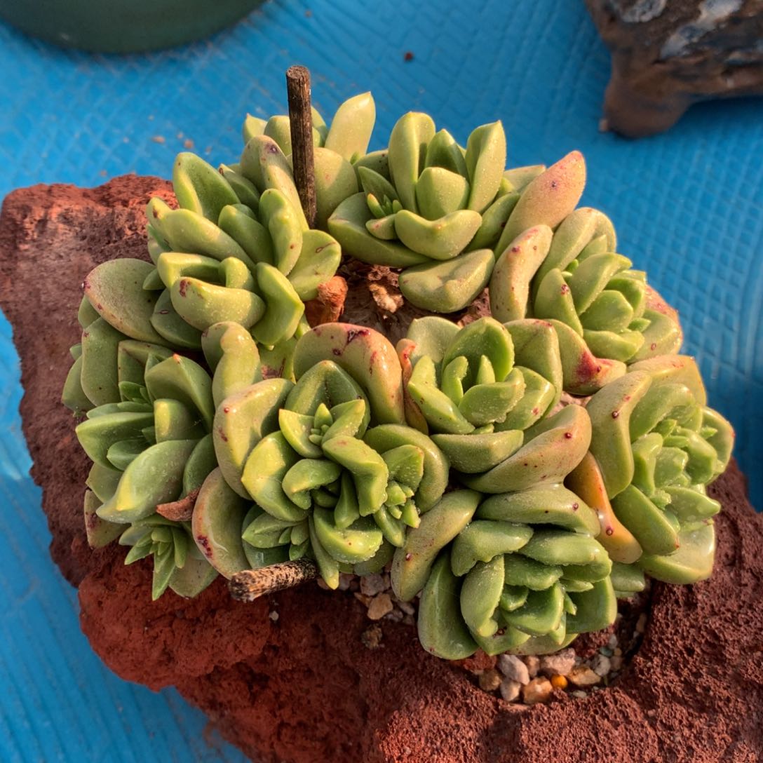 法瑞杂，多肉植物