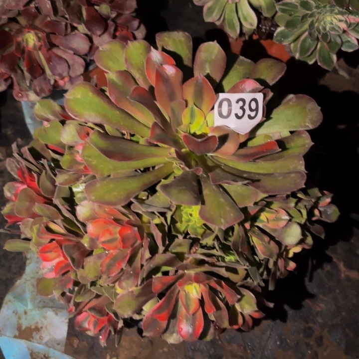 039香妃多肉植物不售后