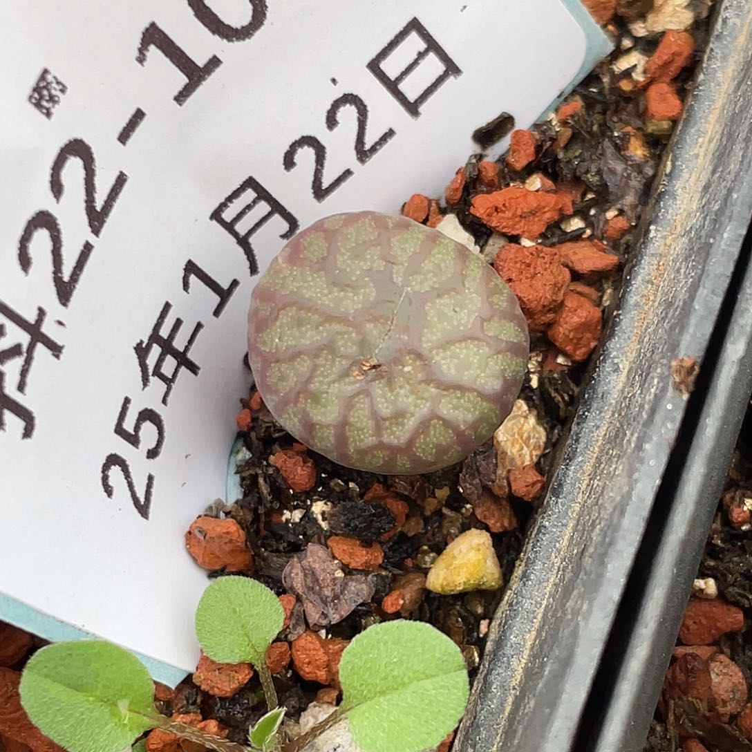 22-106送奶杂多肉植物