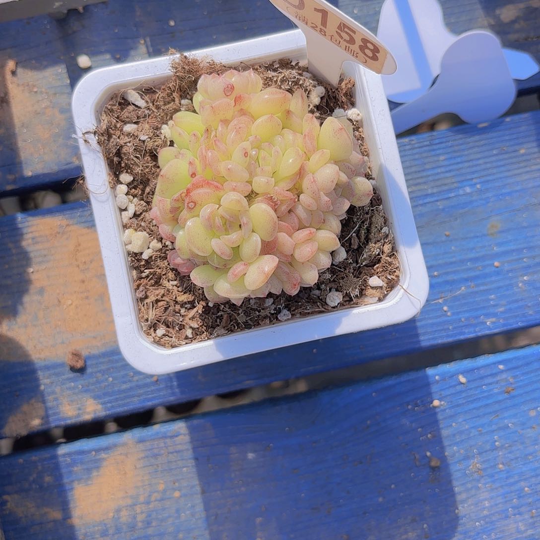 D159珍珠麦秆一物一拍