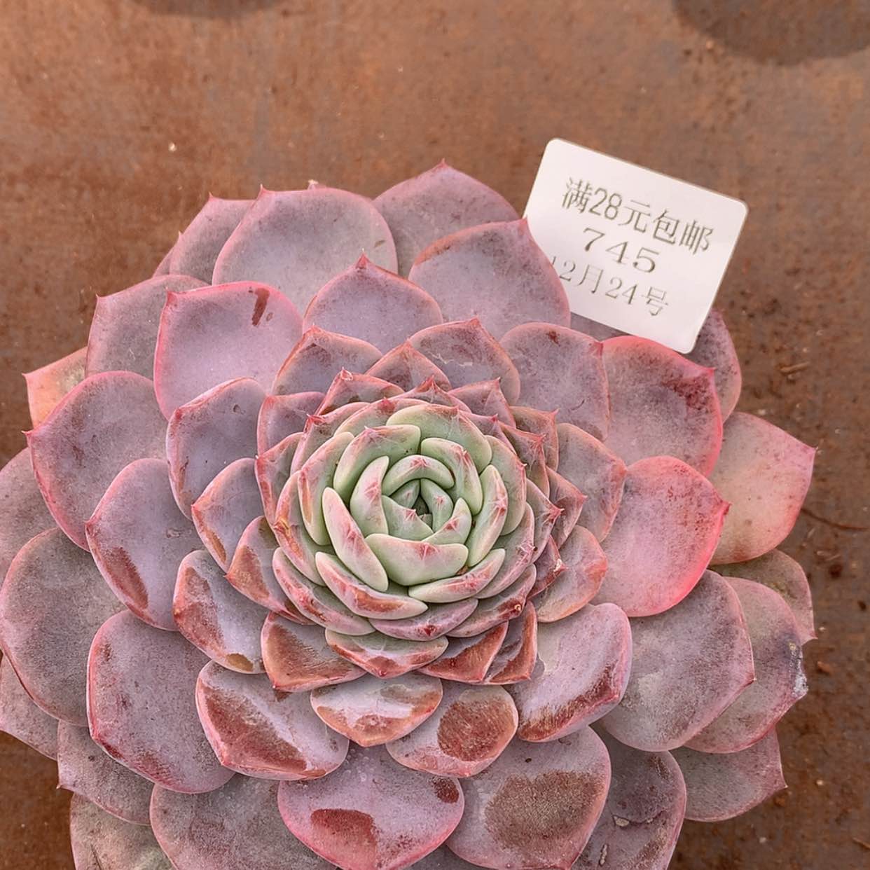 【闪购商品】云745号