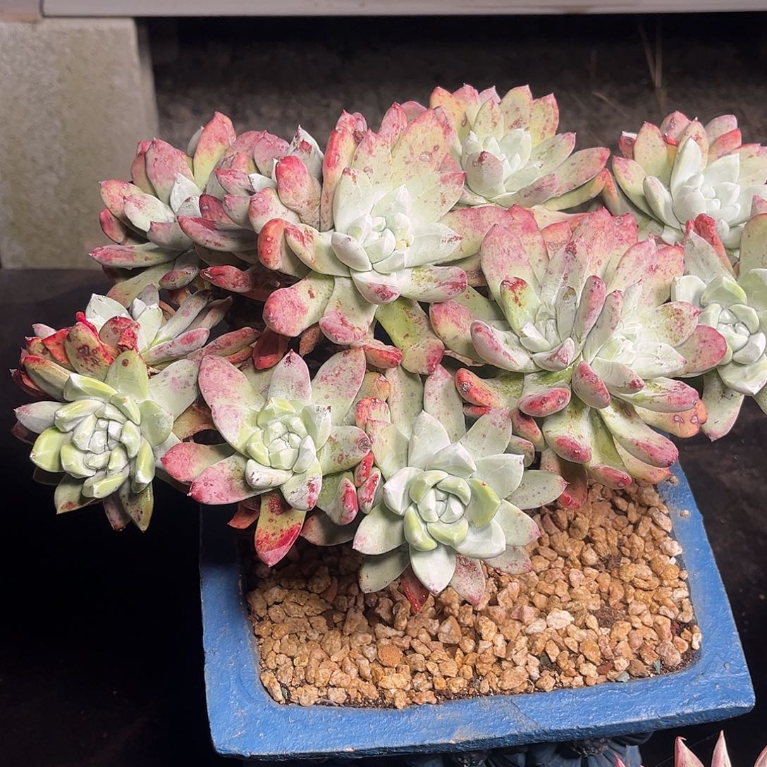 小鹿多肉一物一拍8888