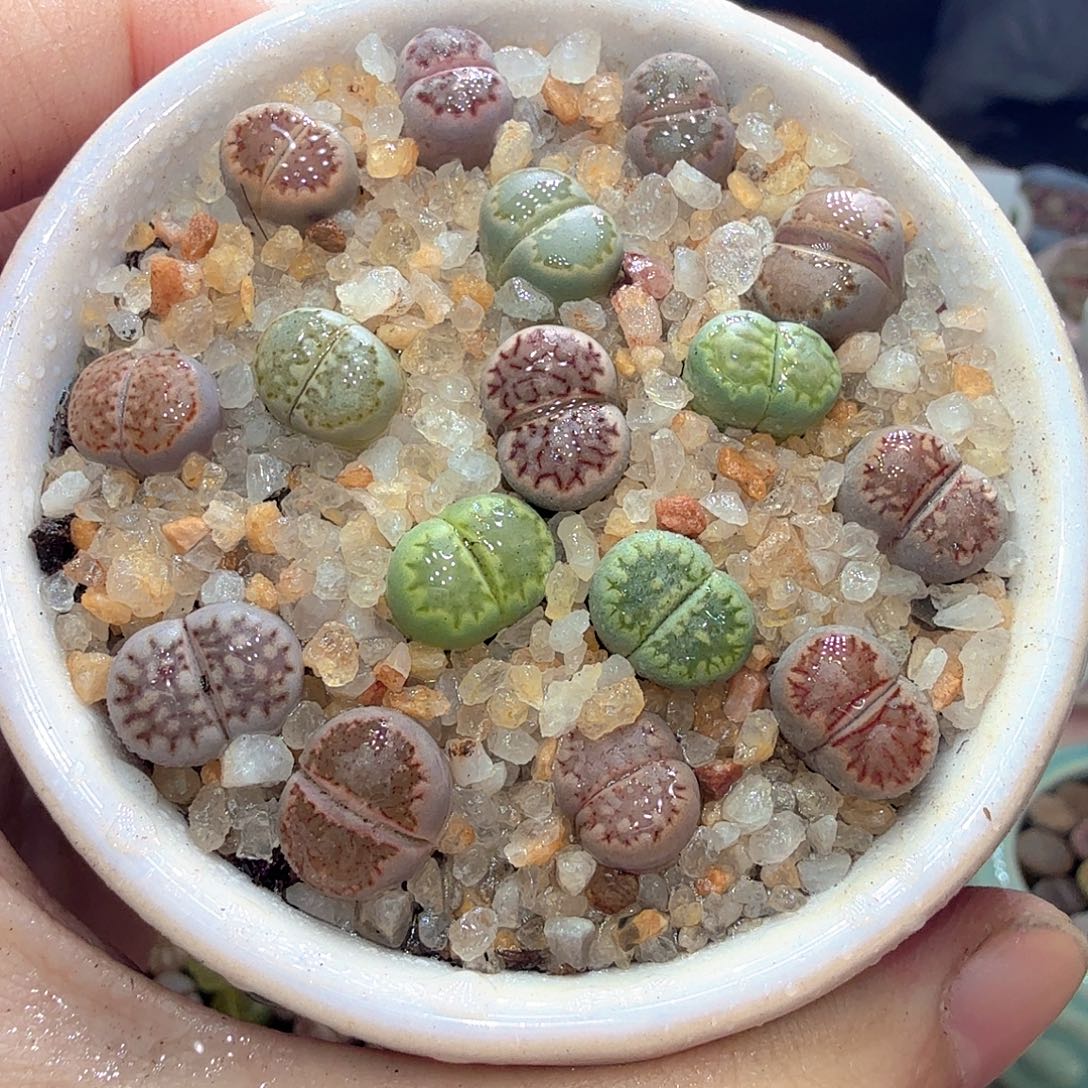 多肉植物福利冲688