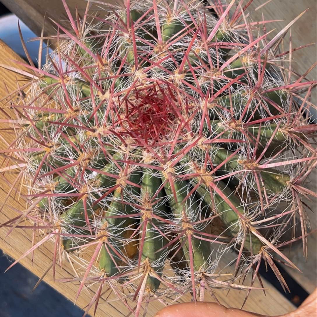 墨西哥原产生态系列红虎499 