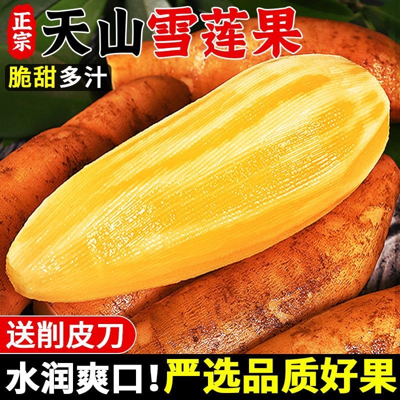 A：1（商超长条大果）云南天山雪莲果现挖现发脆甜多汁