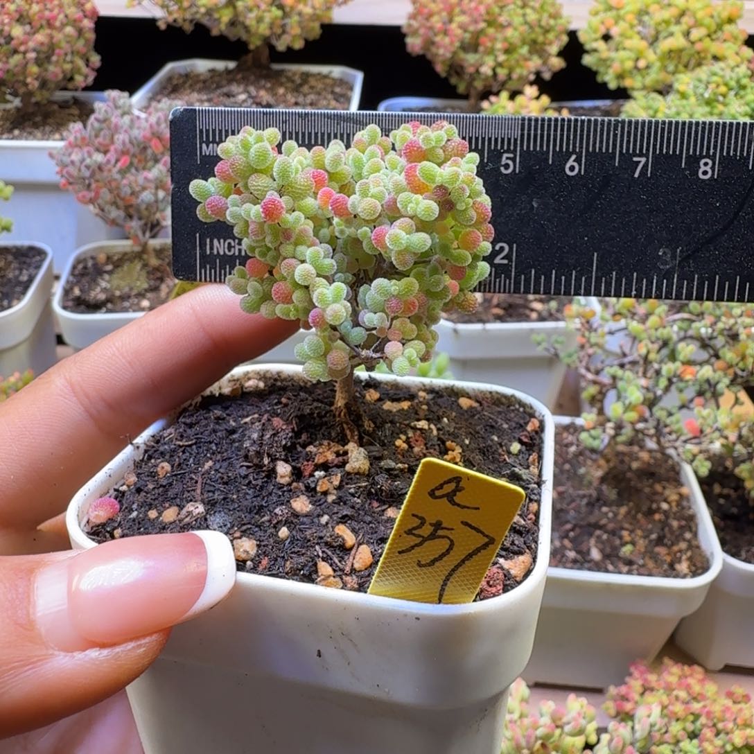 a357号橘子糖冠服4.5厘米左右